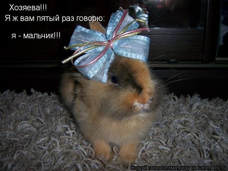 Хозяева!!! Я ж вам пятый раз говорю: я - мальчик!!!... Котоматрица: Хозяева!!! Я ж вам пятый раз говорю: я - мальчик!!!