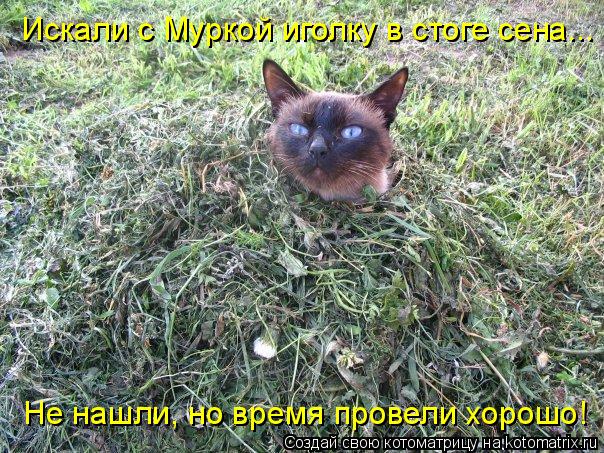 Искали с Муркой иголку в стоге сена... Не нашли, но время провели хорошо!... Котоматрица: Искали с Муркой иголку в стоге сена... Не нашли, но время провели хорошо!