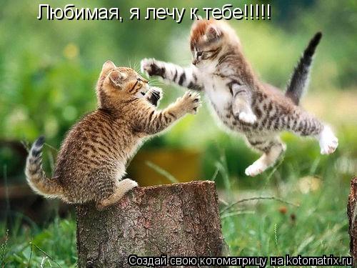 Любимая, я лечу к тебе!!!!!... Котоматрица: Любимая, я лечу к тебе!!!!!