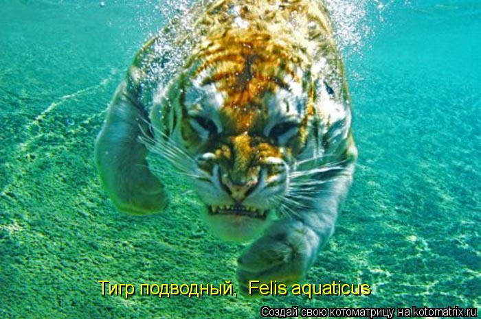 Тигр подводный, Felis aquaticus... Котоматрица: Тигр подводный, Felis aquaticus