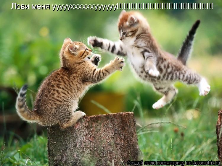 Лови меня уууууххххххуууууу!!!!!!!!!!!!!!!!!!!!!!!!!!!!!!!!!!!!!!!!!... Котоматрица: Лови меня уууууххххххуууууу!!!!!!!!!!!!!!!!!!!!!!!!!!!!!!!!!!!!!!!!!