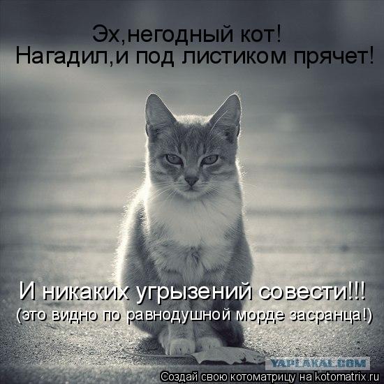 Эх,негодный кот! Нагадил,и под листиком прячет! И никаких угрызений совести!!! (это видно по равнодуш... Котоматрица: Эх,негодный кот! Нагадил,и под листиком прячет! И никаких угрызений совести!!! (это видно по равнодушной морде засранца!)