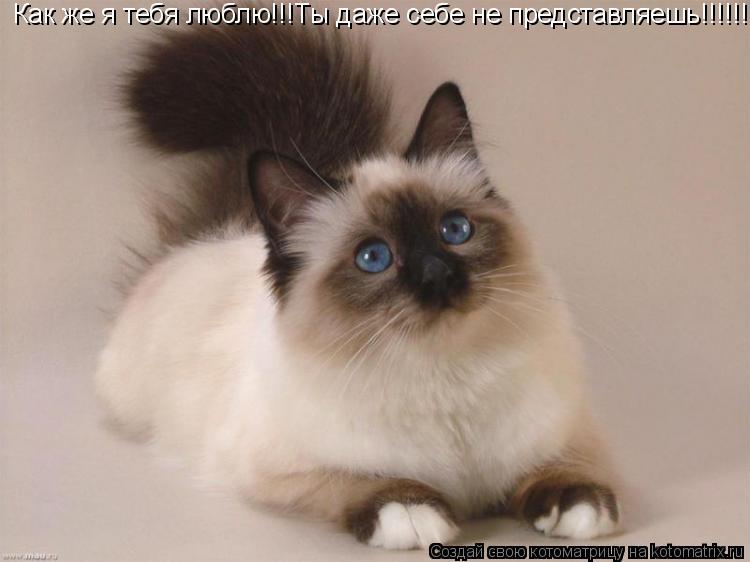Как же я тебя люблю!!!Ты даже себе не представляешь!!!!!!!!!!... Котоматрица: Как же я тебя люблю!!!Ты даже себе не представляешь!!!!!!!!!!