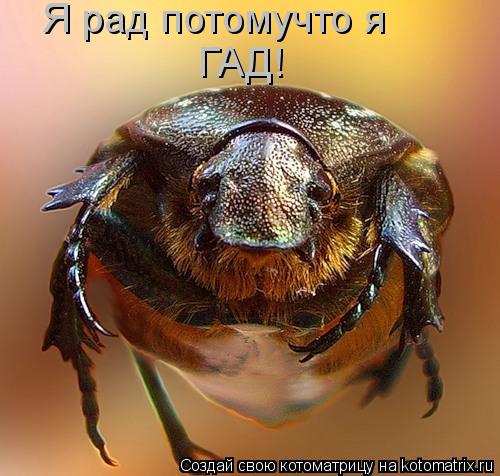 Котоматрица: Я рад потомучто я ГАД!