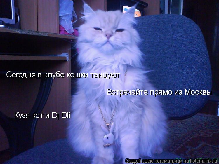 Котоматрица: Сегодня в клубе кошки танцуют Встречайте прямо из Москвы   Кузя кот и Dj Dli