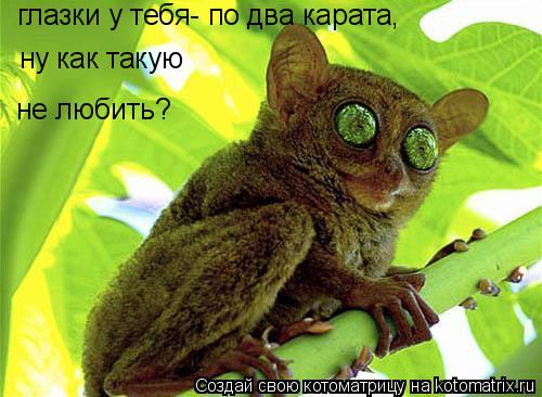 глазки у тебя- по два карата, ну как такую не любить?... Котоматрица: глазки у тебя- по два карата, ну как такую не любить?