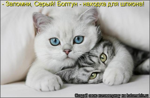 - Запомни, Серый! Болтун - находка для шпиона!... Котоматрица: - Запомни, Серый! Болтун - находка для шпиона!