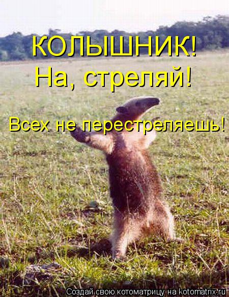 КОЛЫШНИК! На, стреляй! Всех не перестреляешь!... Котоматрица: КОЛЫШНИК! На, стреляй! Всех не перестреляешь!