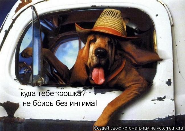 куда тебе крошка? не боись-без интима!... Котоматрица: куда тебе крошка? не боись-без интима!