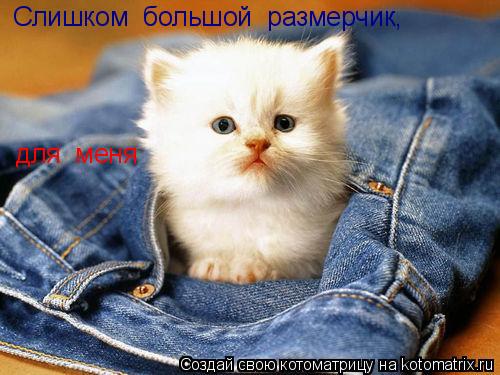 Слишком большой размерчик, для меня... Котоматрица: Слишком большой размерчик, для меня