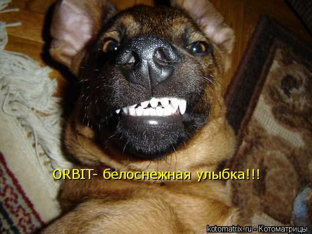 Котоматрица: ORBIT- белоснежная улыбка!!!