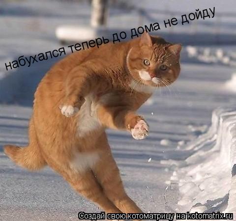 набухался теперь до дома не дойду... Котоматрица: набухался теперь до дома не дойду