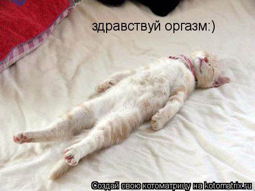 Котоматрица: здравствуй оргазм:)