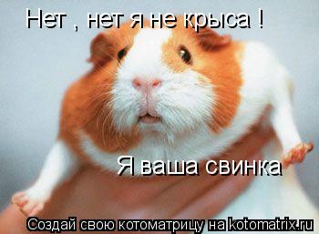 Котоматрица: Нет , нет я не крыса !   Я ваша свинка