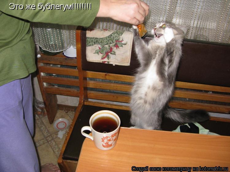 Это же бублегум!!!!!!!!... Котоматрица: Это же бублегум!!!!!!!!