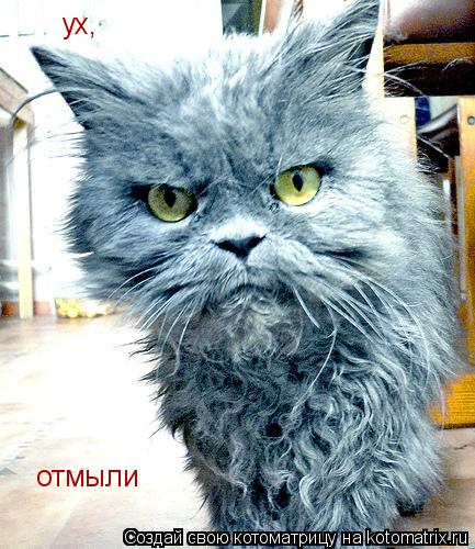 ух, отмыли... Котоматрица: ух, отмыли