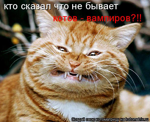 кто сказал что не бывает котов - вампиров?!!... Котоматрица: кто сказал что не бывает котов - вампиров?!!