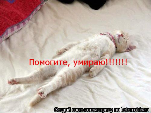Помогите, умираю!!!!!!!... Котоматрица: Помогите, умираю!!!!!!!