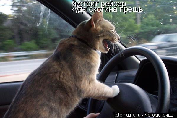 я стрит рейсер куда скотина прешь... Котоматрица: я стрит рейсер куда скотина прешь