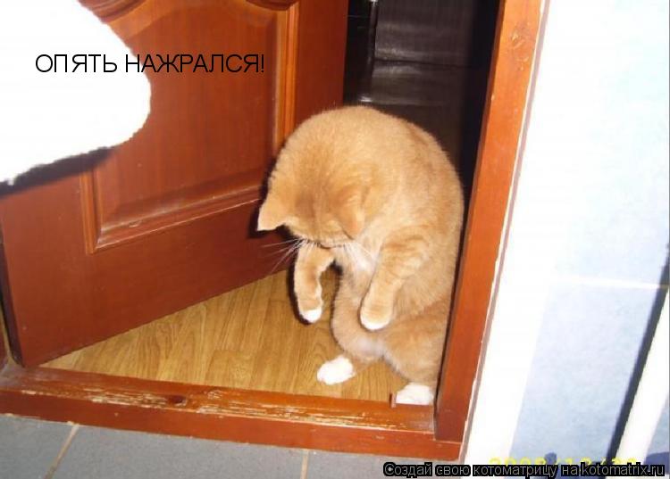 ОПЯТЬ НАЖРАЛСЯ!... Котоматрица: ОПЯТЬ НАЖРАЛСЯ!