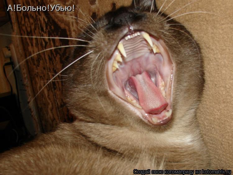 Котоматрица: А!Больно!Убью!