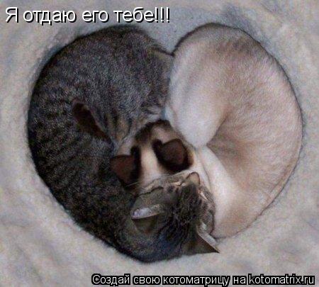 Я отдаю его тебе!!!... Котоматрица: Я отдаю его тебе!!!