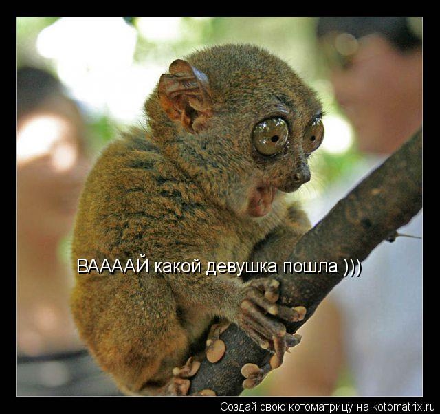 ВААААЙ какой девушка пошла )))... Котоматрица: ВААААЙ какой девушка пошла )))