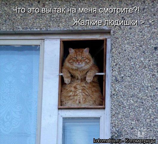 Что это вы так на меня смотрите?! Жалкие людишки >_<... Котоматрица: Что это вы так на меня смотрите?! Жалкие людишки >_<