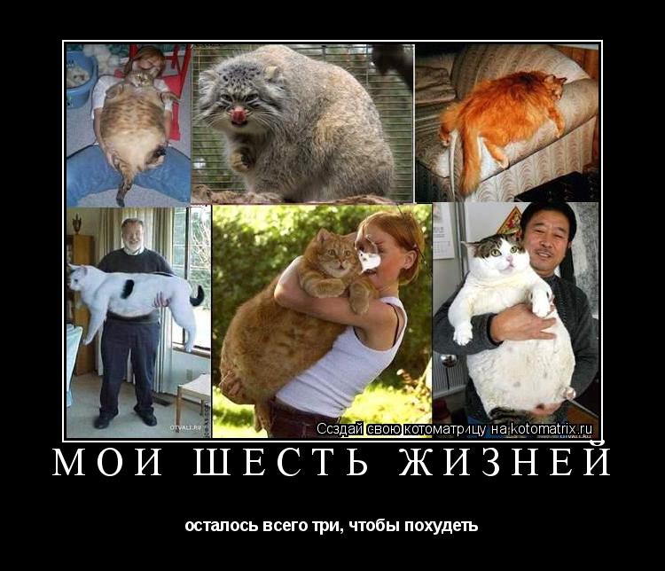 мои шесть жизней осталось всего три, чтобы похудеть... Котоматрица: мои шесть жизней осталось всего три, чтобы похудеть