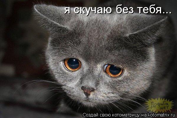 я скучаю без тебя...... Котоматрица: я скучаю без тебя...