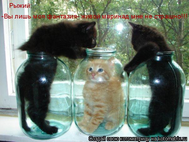 Рыжий: -Вы лишь моя фантазия- живой маринад мне не страшно!!!... Котоматрица: Рыжий: -Вы лишь моя фантазия- живой маринад мне не страшно!!!