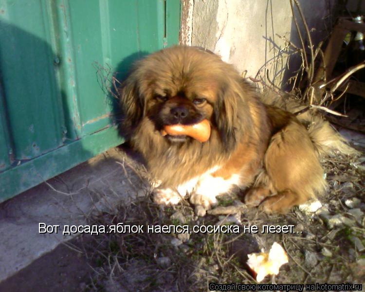 Вот досада:яблок наелся,сосиска не лезет...... Котоматрица: Вот досада:яблок наелся,сосиска не лезет...