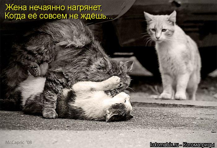 Жена нечаянно нагрянет, Когда её совсем не ждёшь...... Котоматрица: Жена нечаянно нагрянет, Когда её совсем не ждёшь...