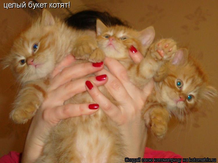 целый букет котят!... Котоматрица: целый букет котят!