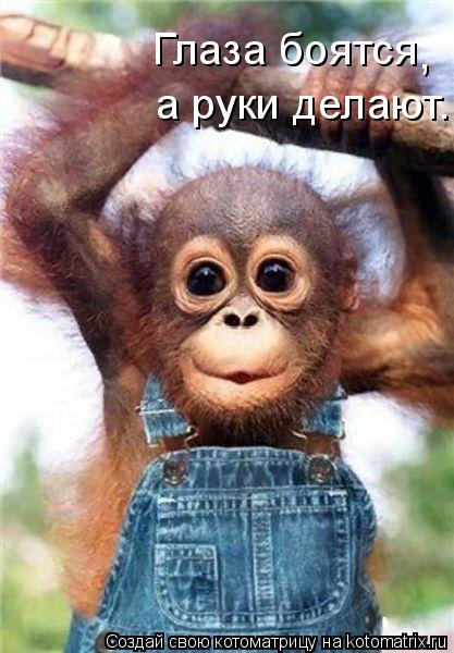 Глаза боятся , а руки делают.... Котоматрица: Глаза боятся , а руки делают.