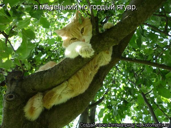 я маленький,но гордый ягуар.... Котоматрица: я маленький,но гордый ягуар.