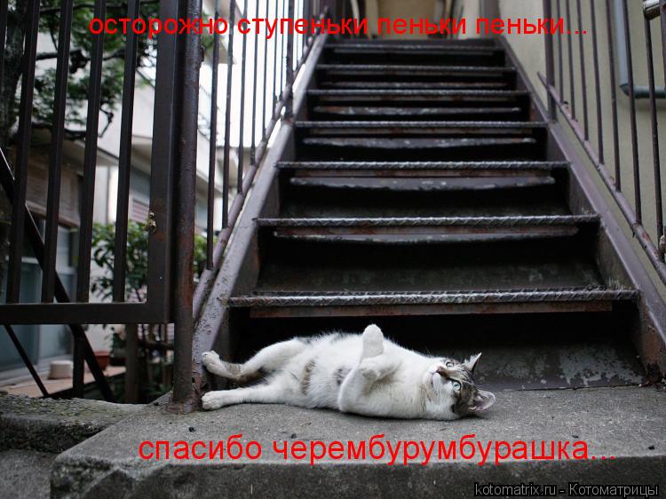 осторожно ступеньки пеньки пеньки... спасибо черембурумбурашка...... Котоматрица: осторожно ступеньки пеньки пеньки... спасибо черембурумбурашка...