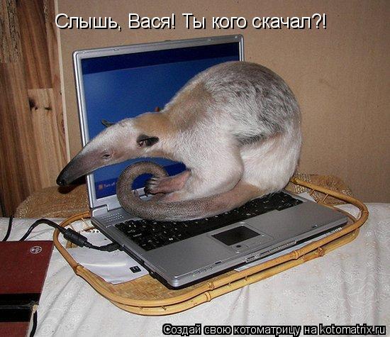 Слышь, Вася! Ты кого скачал?!... Котоматрица: Слышь, Вася! Ты кого скачал?!