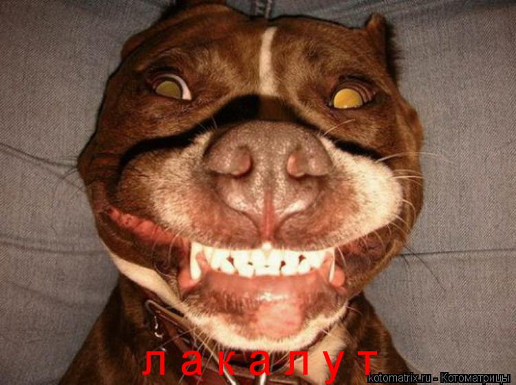 л а к а л у т... Котоматрица: л а к а л у т