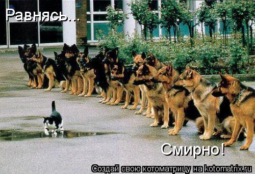 Равнясь... Смирно!... Котоматрица: Равнясь... Смирно!
