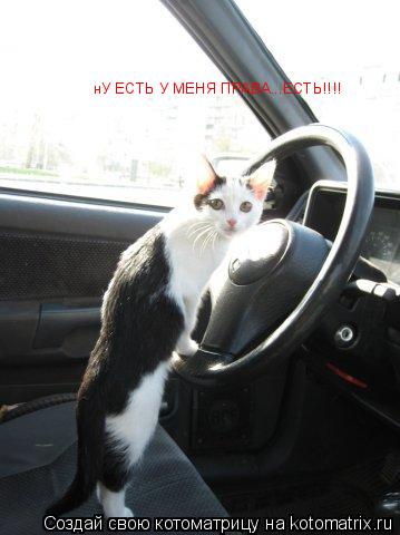 нУ ЕСТЬ У МЕНЯ ПРАВА...ЕСТЬ!!!!... Котоматрица: нУ ЕСТЬ У МЕНЯ ПРАВА...ЕСТЬ!!!!