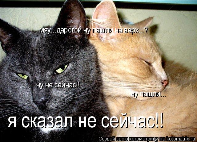 мяу...дарогой ну пашли на верх...? ну не сейчас!! ну пашли... я сказал не сейчас!!... Котоматрица: мяу...дарогой ну пашли на верх...? ну не сейчас!! ну пашли... я сказал не сейчас!!