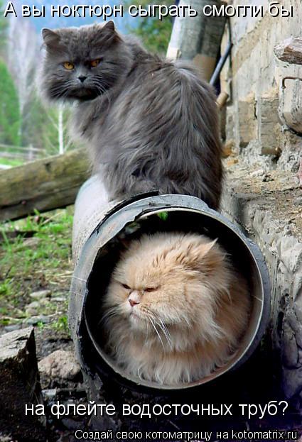 Котоматрица: А вы ноктюрн сыграть смогли бы   на флейте водосточных труб?