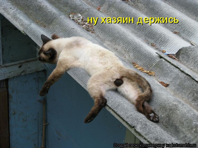 ну хазяин держись... Котоматрица: ну хазяин держись