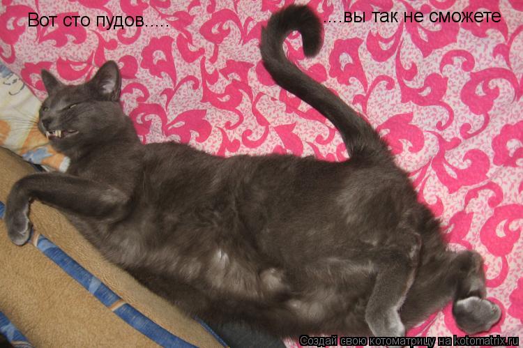 Вот сто пудов..... ....вы так не сможете... Котоматрица: Вот сто пудов..... ....вы так не сможете