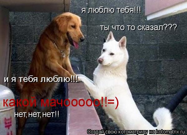 я люблю тебя!!! и я тебя люблю!!! какой мачооооо!!=) ты что то сказал??? нет,нет,нет!!... Котоматрица: я люблю тебя!!! и я тебя люблю!!! какой мачооооо!!=) ты что то сказал??? нет,нет,нет!!