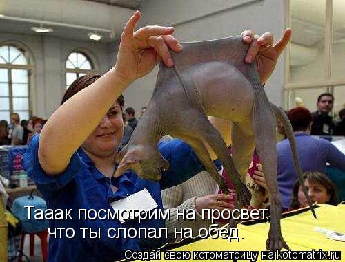 Тааак посмотрим на просвет, что ты слопал на обед.... Котоматрица: Тааак посмотрим на просвет, что ты слопал на обед.