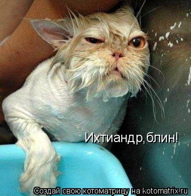 Ихтиандр,блин!... Котоматрица: Ихтиандр,блин!