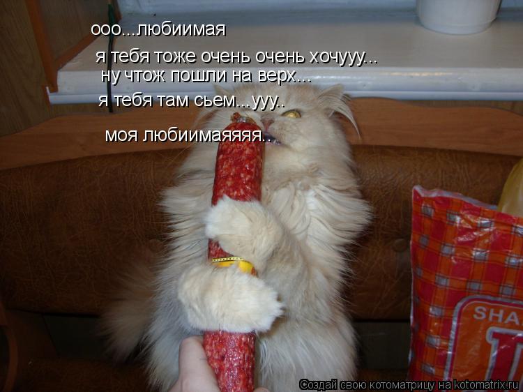 Котоматрица: ооо...любиимая  я тебя тоже очень очень хочууу...  ну чтож пошли на верх...  я тебя там сьем...ууу..  моя любиимаяяяя..