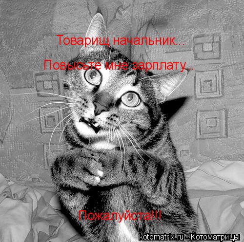 Товарищ начальник... Повысьте мне зарплату... Пожалуйста!!!... Котоматрица: Товарищ начальник... Повысьте мне зарплату... Пожалуйста!!!